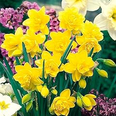 Tall daffodil golden for sale  Delivered anywhere in UK