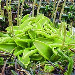 Butterworts pinguicula vulgari for sale  Delivered anywhere in UK