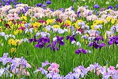 Votaniki bearded iris for sale  Delivered anywhere in USA 
