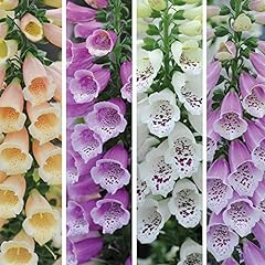 Digitalis dalmation mixed for sale  Delivered anywhere in UK