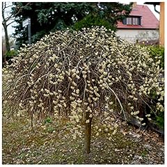 Salix caprea kilmarnock for sale  Delivered anywhere in UK