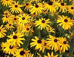 Pack rudbeckia goldsturm for sale  Delivered anywhere in UK