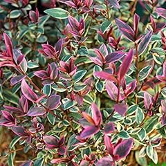 Myrtus flambeau chilean for sale  Delivered anywhere in UK