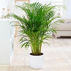 Brighter blooms areca for sale  Delivered anywhere in USA 