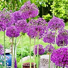 Woodland bulbs allium for sale  Delivered anywhere in UK