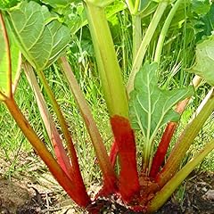 Outsidepride victoria rhubarb for sale  Delivered anywhere in USA 