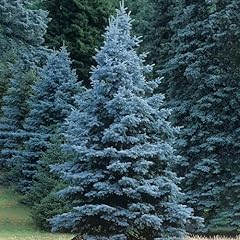 Colorado blue spruce for sale  Delivered anywhere in USA 