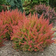 Sunjoy tangelo berberis for sale  Delivered anywhere in USA 