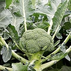 Portal cool broccoli usato  Spedito ovunque in Italia 