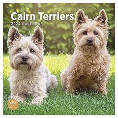 2024 cairn terriers for sale  Delivered anywhere in USA 