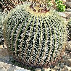 Semi echinocactus grusonii usato  Spedito ovunque in Italia 