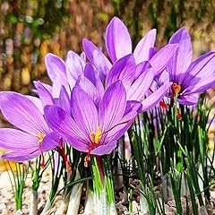 100pcs saffron crocus for sale  Delivered anywhere in USA 