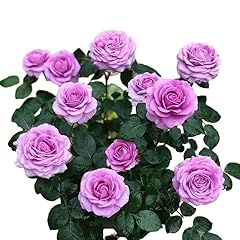 Blue rose seedling for sale  Delivered anywhere in UK