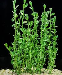 Moneywort potted live for sale  Delivered anywhere in USA 