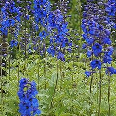 Blumixx stauden delphinium gebraucht kaufen  Wird an jeden Ort in Deutschland