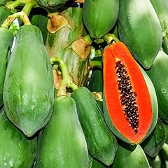Papaya tree live for sale  Delivered anywhere in USA 
