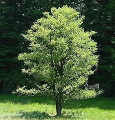Black alder tree for sale  Delivered anywhere in USA 