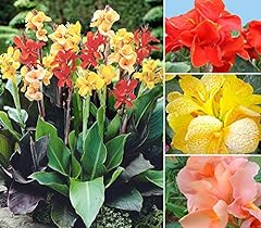 Mixed canna lily for sale  Delivered anywhere in USA 