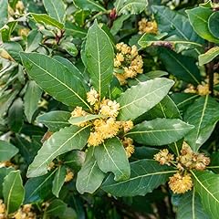 Laurus nobilis bay for sale  Delivered anywhere in USA 