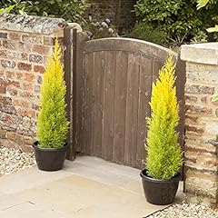 Garden cupressus conifer for sale  Delivered anywhere in UK