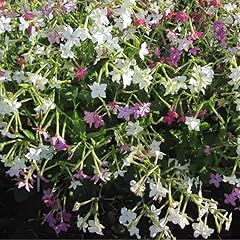 500 graines nicotiana d'occasion  Livré partout en France