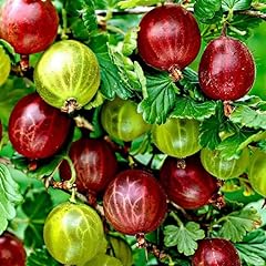 Sweet gooseberry plant for sale  Delivered anywhere in USA 