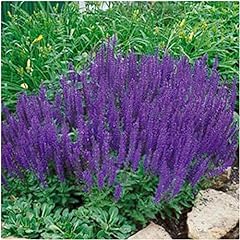 Salvia superba dwarf for sale  Delivered anywhere in UK