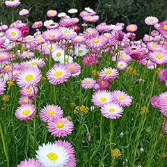 Welldales pastel florists for sale  Delivered anywhere in UK