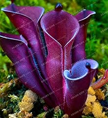 100 semi heliamphora usato  Spedito ovunque in Italia 