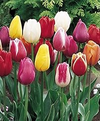Triumph tulip bulbs for sale  Delivered anywhere in UK