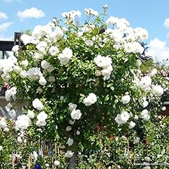 Rosier schneewittchen rosa d'occasion  Livré partout en France