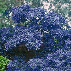 Ceanothus concha evergreen for sale  Delivered anywhere in UK