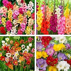 Garden pack ixia for sale  Delivered anywhere in UK