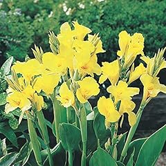 Yellow canna lily for sale  Delivered anywhere in USA 