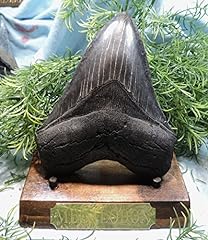 Massive megalodon tooth. for sale  Delivered anywhere in USA 