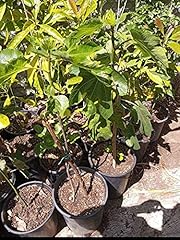 Black mission fig for sale  Delivered anywhere in USA 