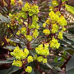 Euphorbia pupurea wood for sale  Delivered anywhere in UK