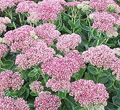 Sedum herbstfreude potted for sale  Delivered anywhere in UK