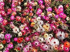 Seed flower mesembryanthemum for sale  Delivered anywhere in UK
