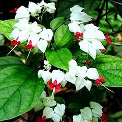 Pack clerodendrum bleeding for sale  Delivered anywhere in USA 