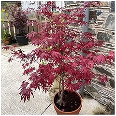 Japanese purple maple for sale  Delivered anywhere in UK