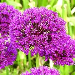 Allium purple sensation for sale  Delivered anywhere in UK