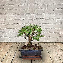 Occasions bonsai tree for sale  Delivered anywhere in UK