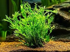 Java fern windelow for sale  Delivered anywhere in USA 