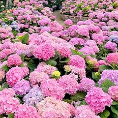 100 pink hydrangea for sale  Delivered anywhere in USA 