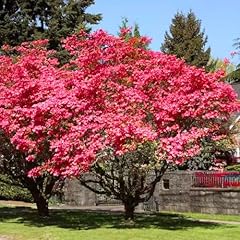 Pack pink dogwood for sale  Delivered anywhere in USA 