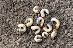 Ferrarium nematoden engerlinge gebraucht kaufen  Wird an jeden Ort in Deutschland