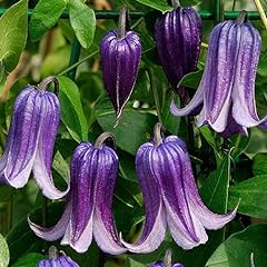 Plant seeds clematis for sale  Delivered anywhere in UK