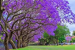 Blue jacaranda tree for sale  Delivered anywhere in USA 