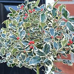 Holly tree argentea for sale  Delivered anywhere in UK